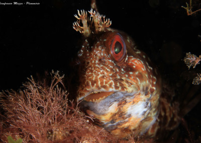 grotte del formaggio blennius