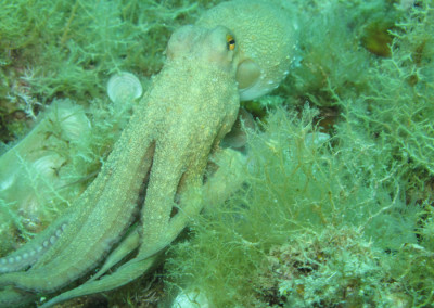 Grotte del Formaggio Octopus