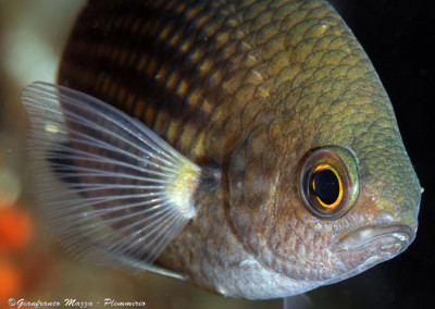 Lingua del gigante Chromis